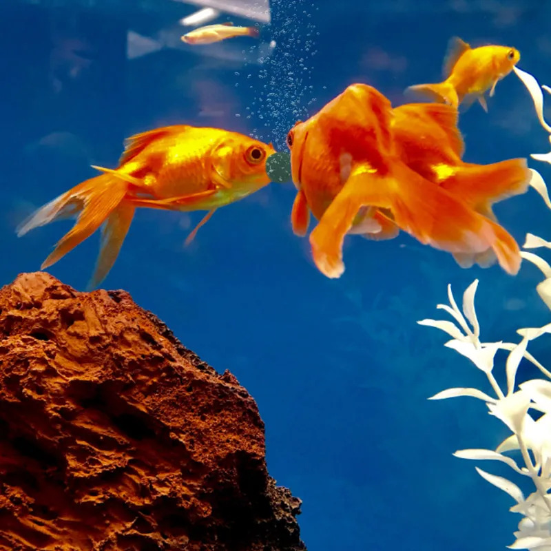 100/500/1000個 高純度スピルリナ錠剤、螺旋状海藻 - Spirulina Tablet Organic のレビューと価格