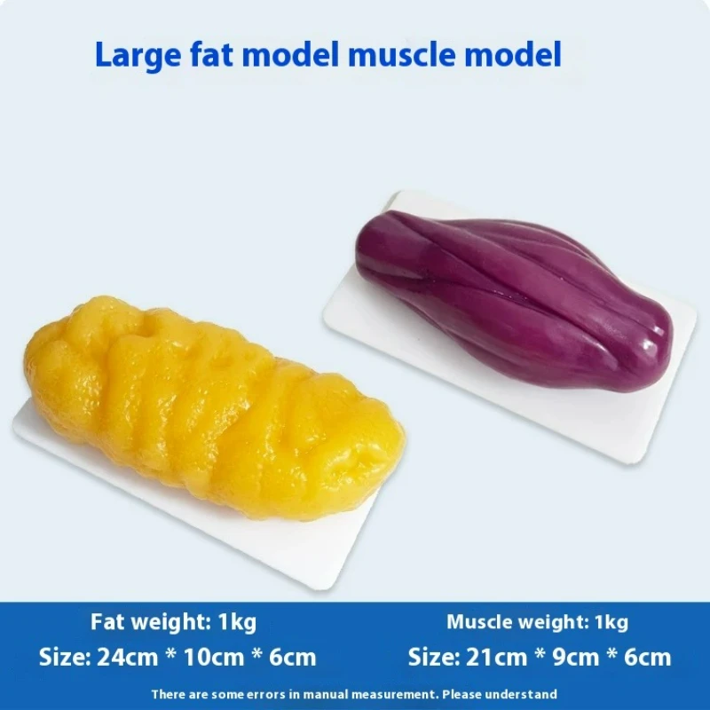 人間の筋肉と脂肪の模型 健康と減量のための栄養と科学 フィッ - Nutrition For Fitness のレビューと価格